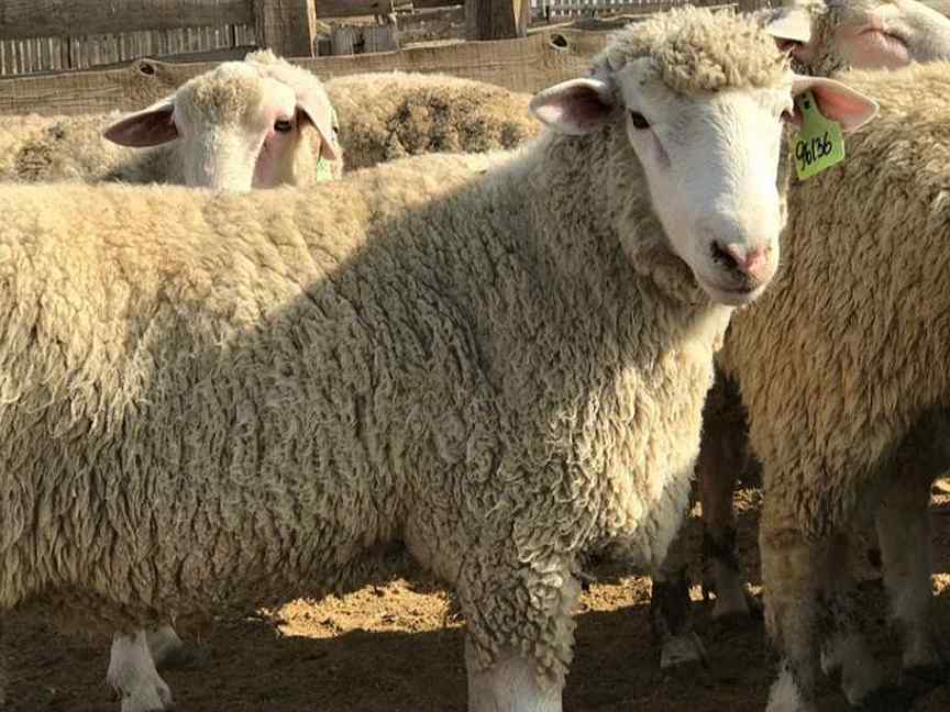 В Ингушетии малоимущим в преддверии Курбан-байрама раздадут жертвенных овец