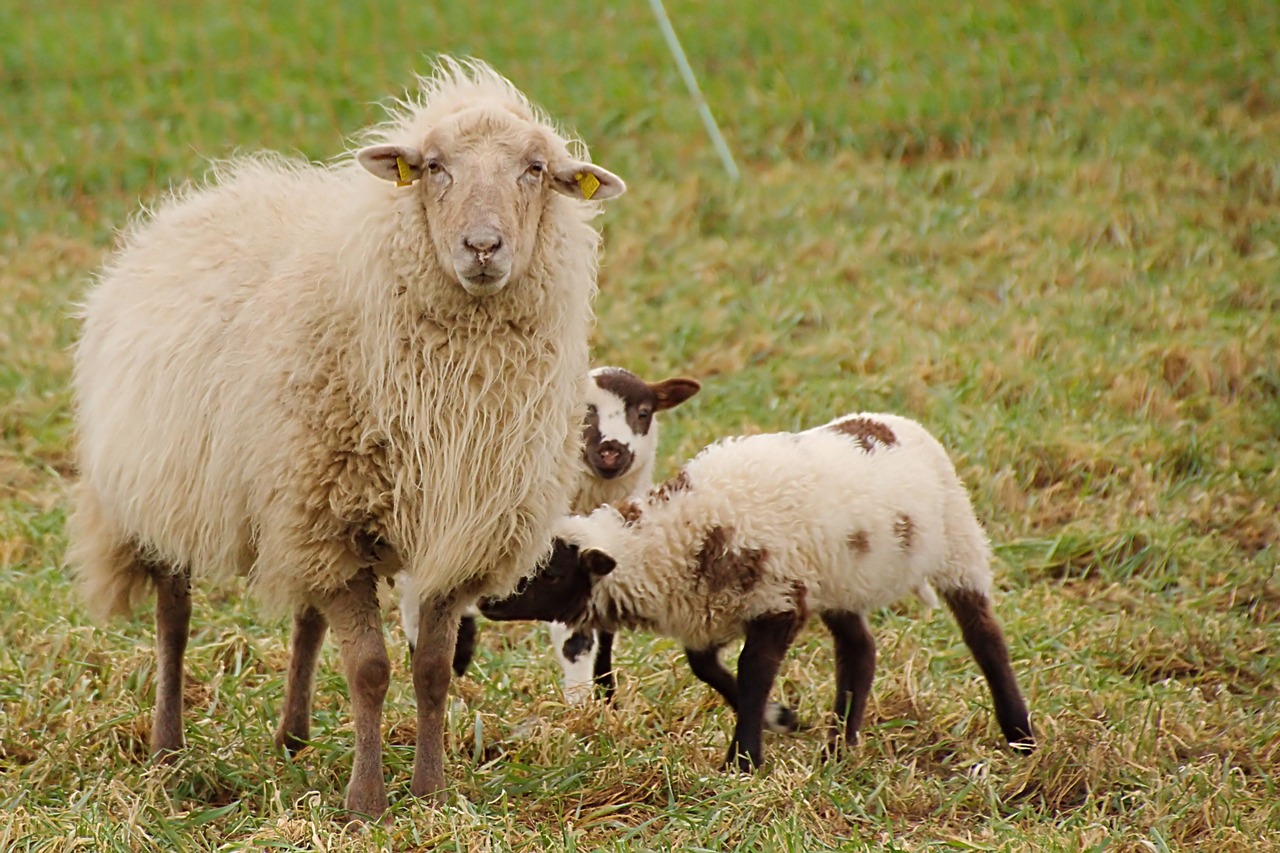 Ингушетия намерена закупать овец в Дагестане и нетелей в Липецкой области