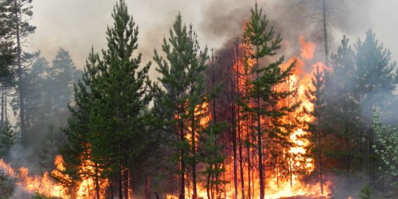 В 2022 году в Ингушетии не зафиксировано ни одного лесного пожара