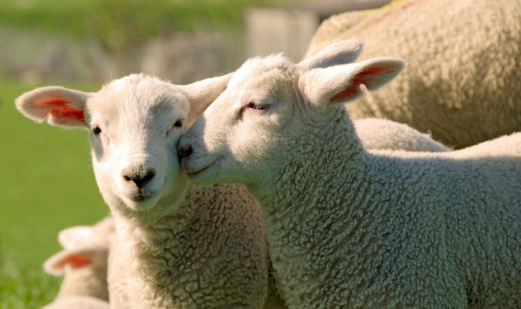 В Ингушетии почти на 4% увеличилось поголовье овец и коз