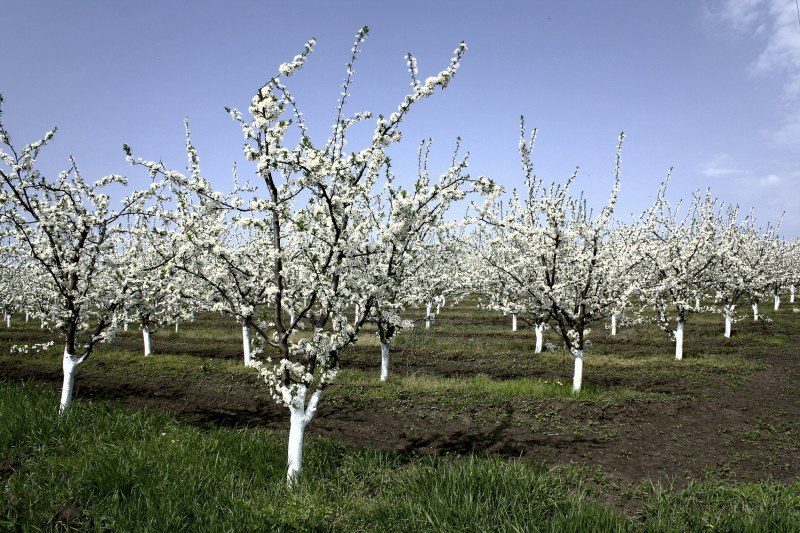 «Сад памяти» из 500 плодовых деревьев зацветет в школах Назрани
