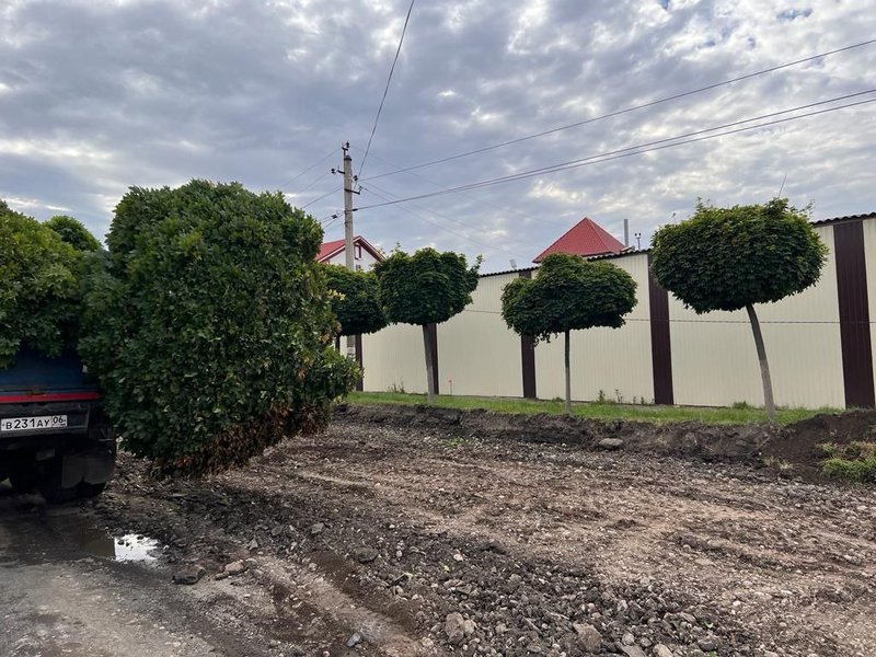 Власти Назрани временно пересадили деревья, ранее располагавшиеся на улице Чеченской