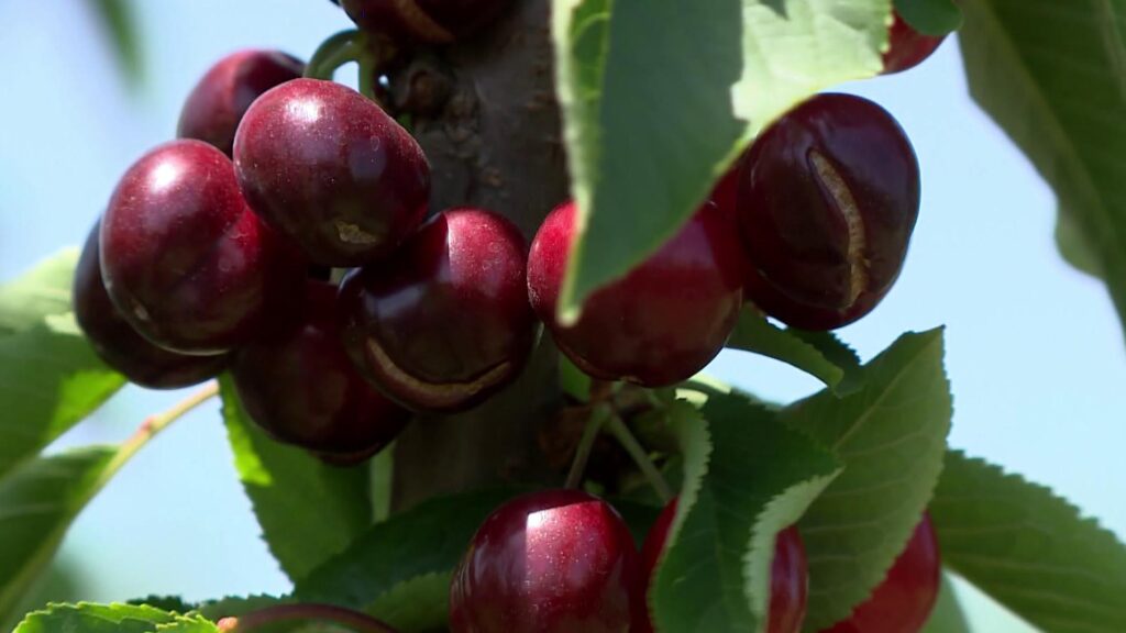 Единственный черешневый сад в Ингушетии планирует собрать урожай в 70 тонн