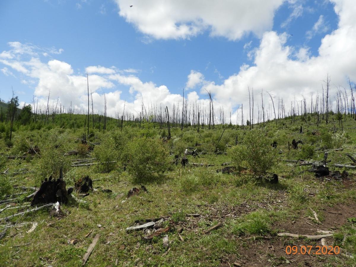 В Ингушетии на 100% завершено лесовосстановление на 2022 год